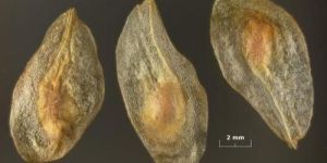 Gladiolus Seeds