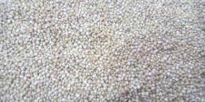 Organic Quinoa Seed