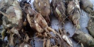 Rajnigandha Flower ( Tuberose Flower) Bulbs