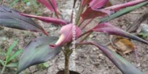 Bauhinia Variegata Alba Plant