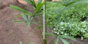 Butia Capitata Plant