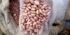 Groundnut/Peanut