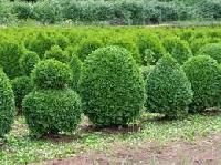 Shrub Plants