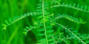 Phyllanthus Niruri Plant