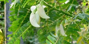 Sesbania Grandiflora Plant