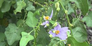 Solanum Trilobatum Plant