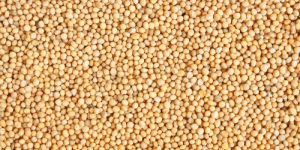 White Mustard Seeds