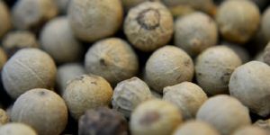 White Pepper Seeds
