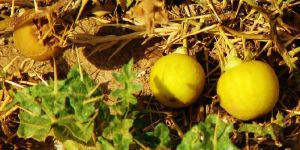 Yellow Berried Night Shade
