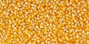 Yellow Maize Seeds