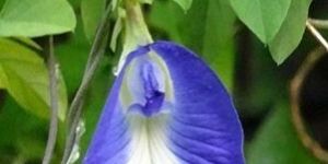 Convolvulus Pluricaulis