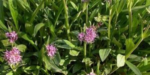 Nardostachys Jatamansi