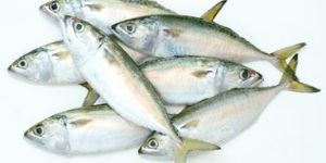 Indian Mackerel Fish