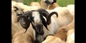 Sheep and Goat Live Stock