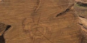 Benin Teak Wood Round Logs