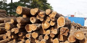 Brazilian Teak Wood Round Logs