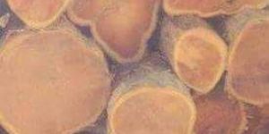 Colombia Teak Wood Round Logs