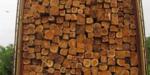 Ecuador Teak Wood Square Logs