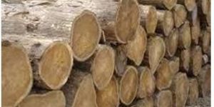 Ecuador Teak Wood Round Logs