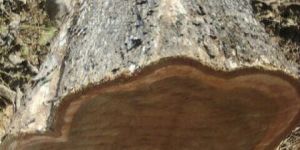 Ghana Teak Wood Round Logs