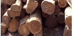 Sudan Teak Wood Round Logs