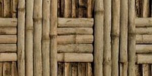 Bamboo