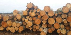 Eucalyptus Wood Logs