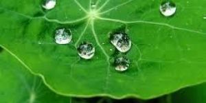 Lotus Self Cleaning Paint