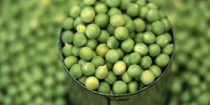 Fresh Peas