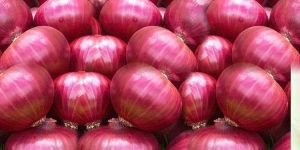 Fresh Red Onion