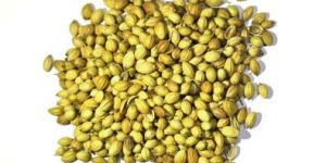 Coriander Seeds