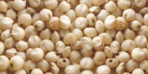 Jowar Seeds