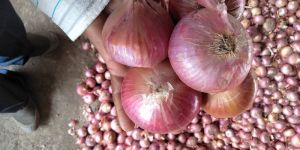 Red Onion