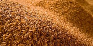 Rice Husk