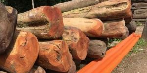 Jack Wood Logs