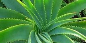 Aloe Vera Juice