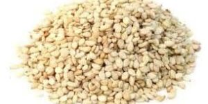 White Sesame Seeds