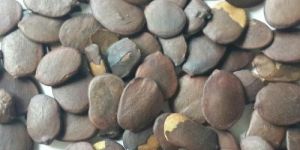 Alligator Kona Herbal Seeds