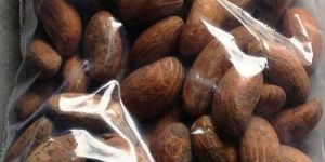 Auricular Herbal Seeds