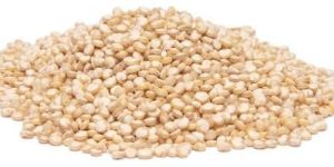 Quinoa Seeds