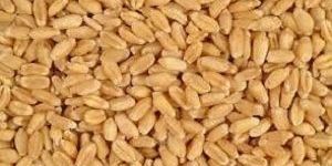 Grains Wheat