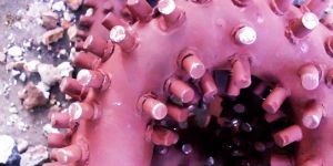 Boiler Pressure Bends