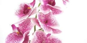 PPT-161029-7-140-Flower