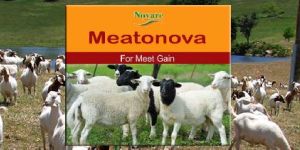 Meatonova