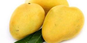 Fresh Mangoes