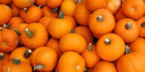 Fresh Pumpkins