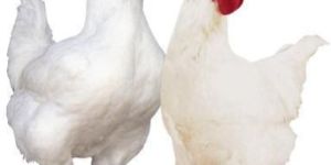 Live Broiler Chicken