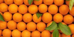 Fresh Oranges