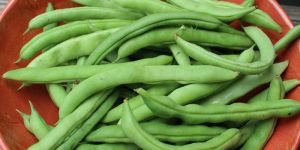 Fresh Beans
