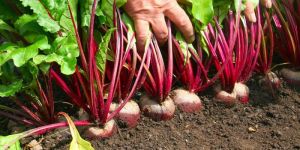 Fresh Beetroot